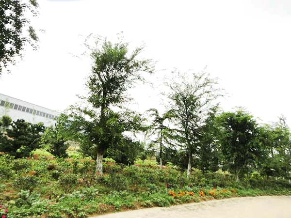 實景展示42