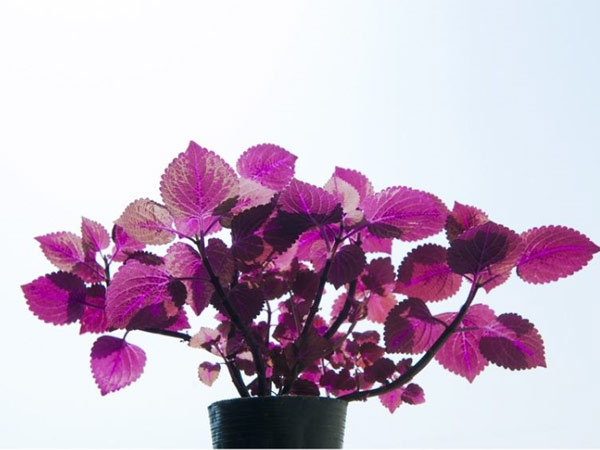 花卉攤位租賃-興隆花卉示范園為您普及室內養植物的好處。